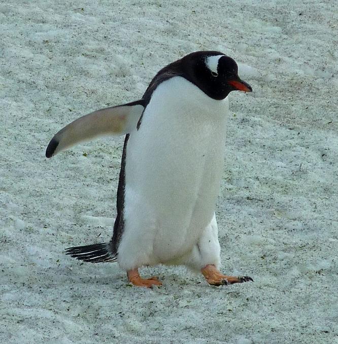 rohrmann-AA--rohrmann-Antarctica-PenguinWalking