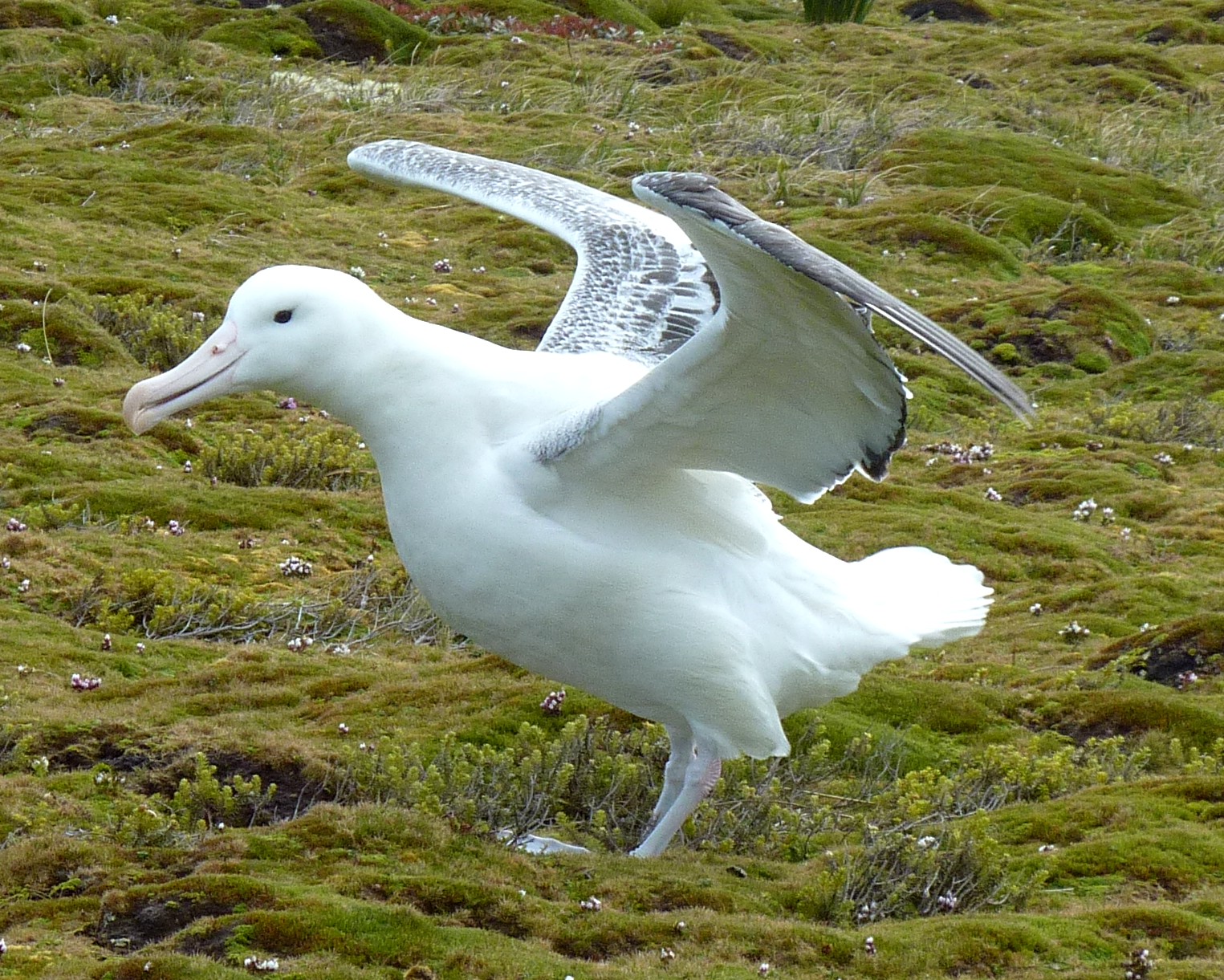 rohrmann-AAA-Albatross-1-MacquarieIsland
