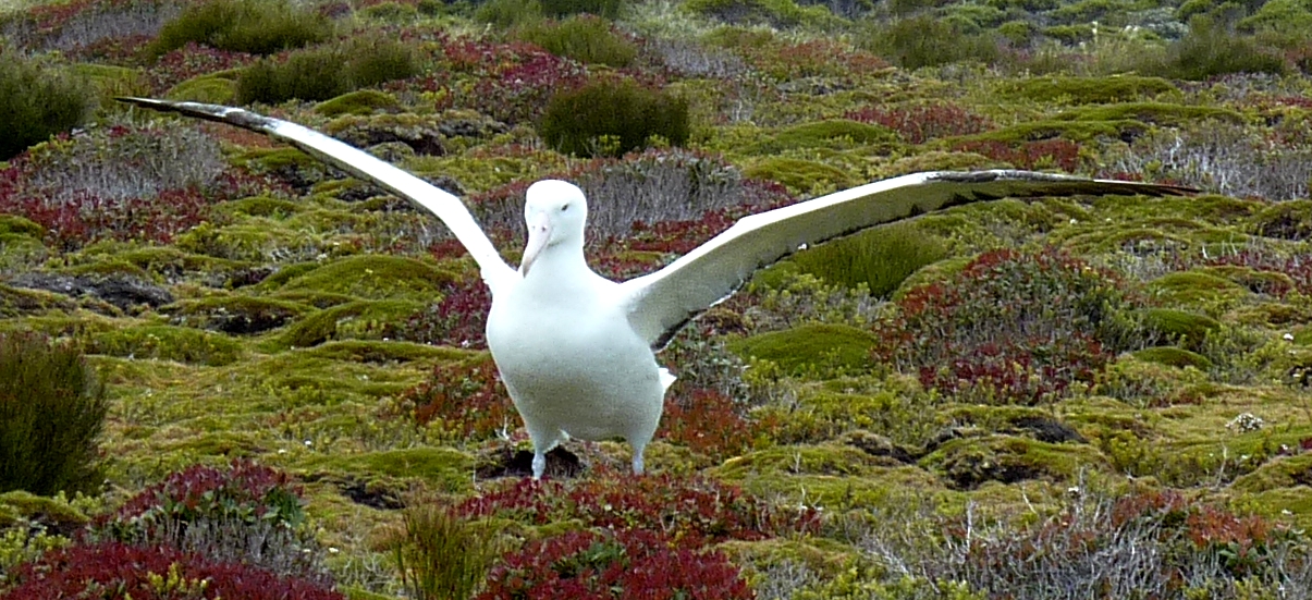 rohrmann-AAA-Albatross-7-MacquarieIsland--332