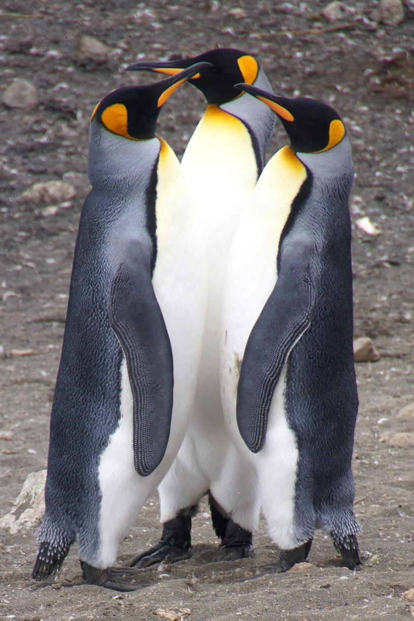 rohrmann-AAA-Penguins-B08--1637.jpg
