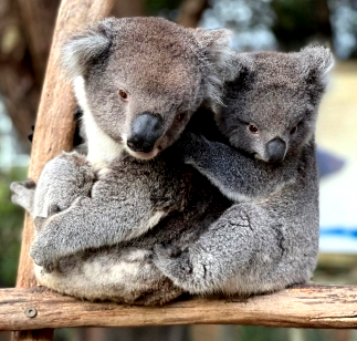 Koalas