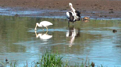 Sale birds in canal