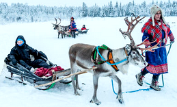 Reindeers