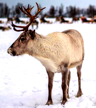 Reindeer