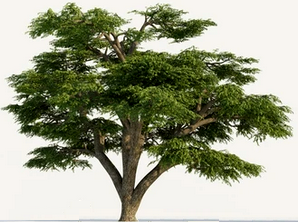 Lebanon cedar tree