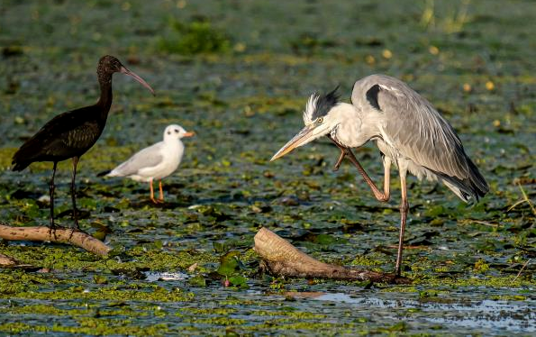 Delta birds