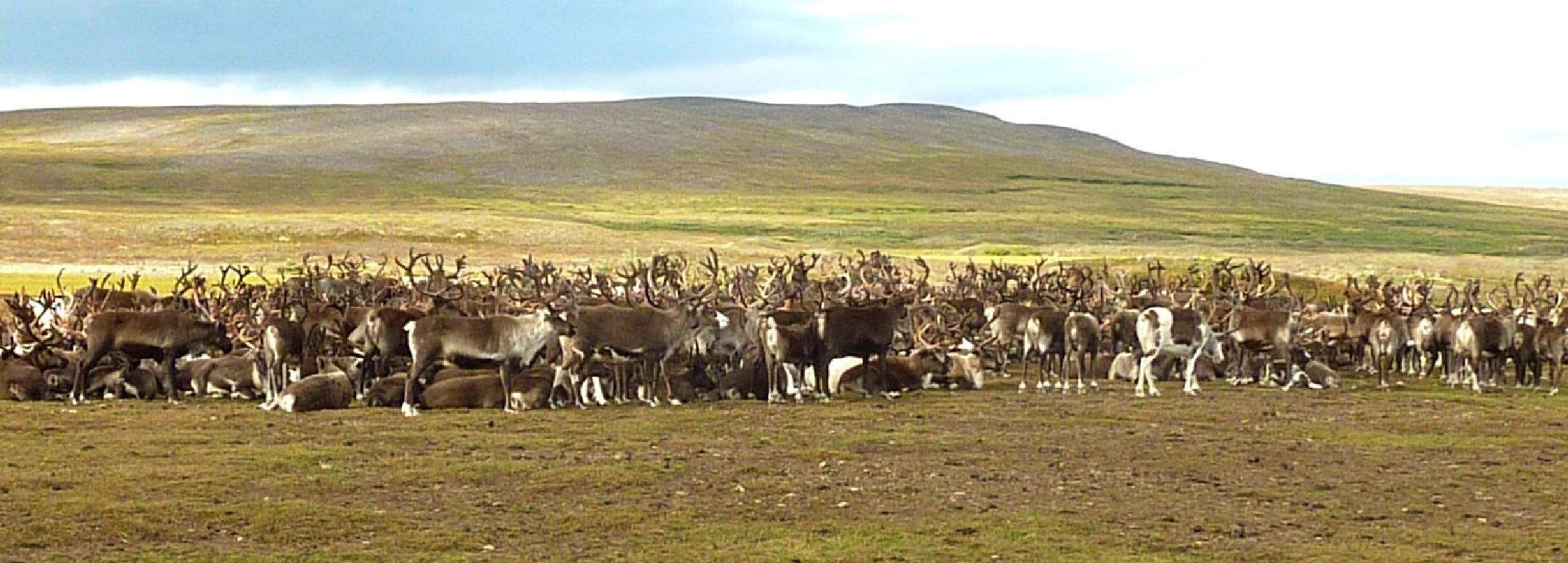 RussiaChukotka-Yanrakinot-Rendeerherd-Pic1-30256